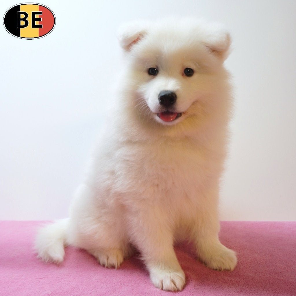 Samojeed - Prachtige Belgische pups te koop, Parvo, België, 8 tot 15 weken, Meerdere