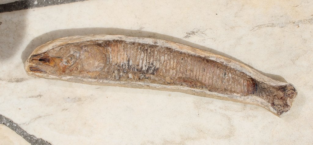 Poisson fossile VINCTIFER COMPTONI du BRÉSIL, Collections, Enlèvement ou Envoi, Fossile
