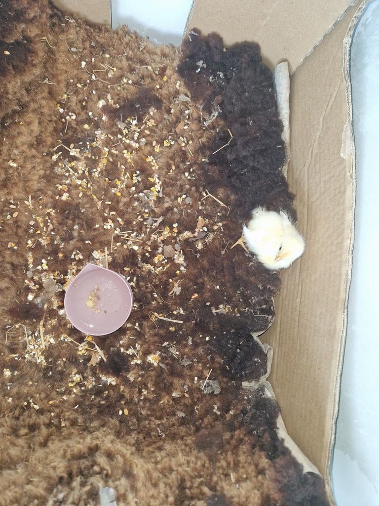Gratis kuis, Dieren en Toebehoren, Insecten en Spinnen
