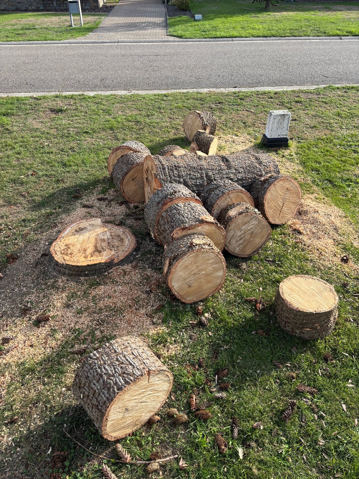 Araucaria araucana hout, Moins de 3 m³, Enlèvement, Autres essences de bois, Troncs d'arbres
