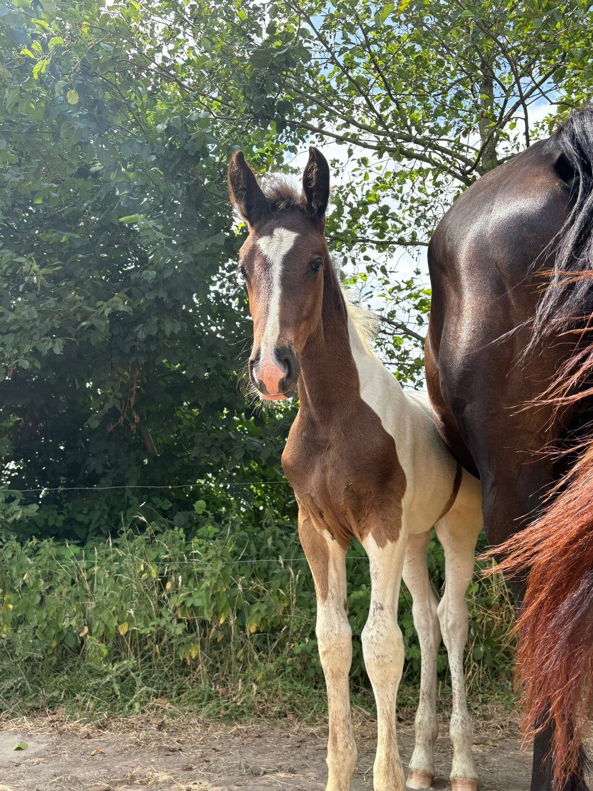 Prachtig zwartbont merrieveulen te koop –Da Vinci x Ewout, Dieren en Toebehoren, Merrie