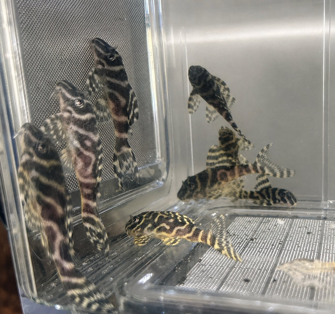 Pleco L333 (ook goldline), Animaux & Accessoires, Poisson, Poisson d'eau douce