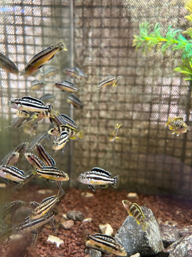 Malawi Cichliden - Melanochromis Auratus (Gouden Mbuna), Poisson, Poisson d'eau douce