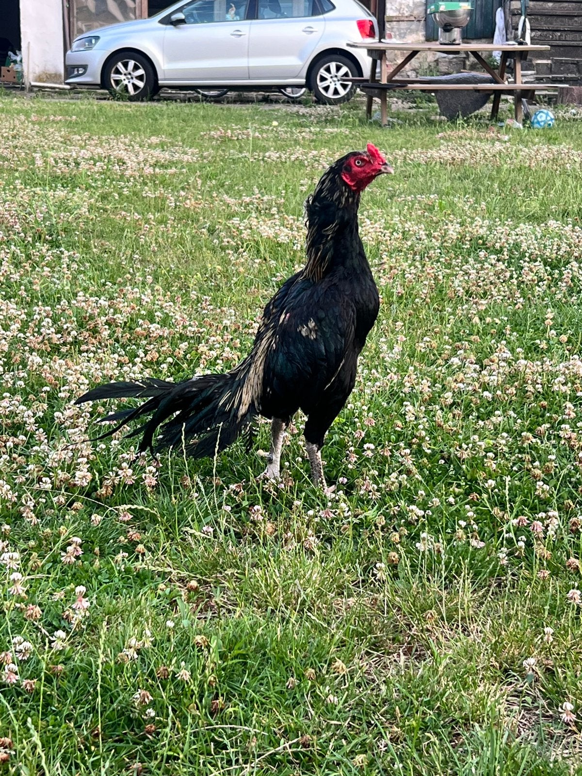 Coq Aseel, Mâle, Poule ou poulet
