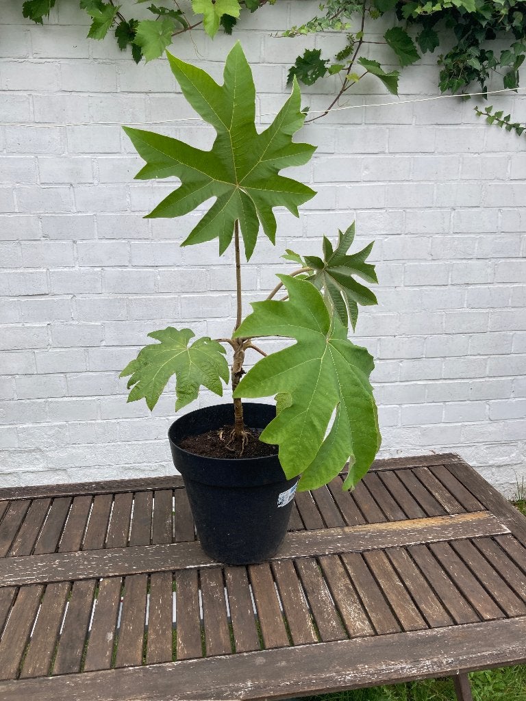 RijstpapierPlant 30 cm hoge stam in pot, Tuin en Terras, Planten | Tuinplanten, Vaste plant, Ophalen