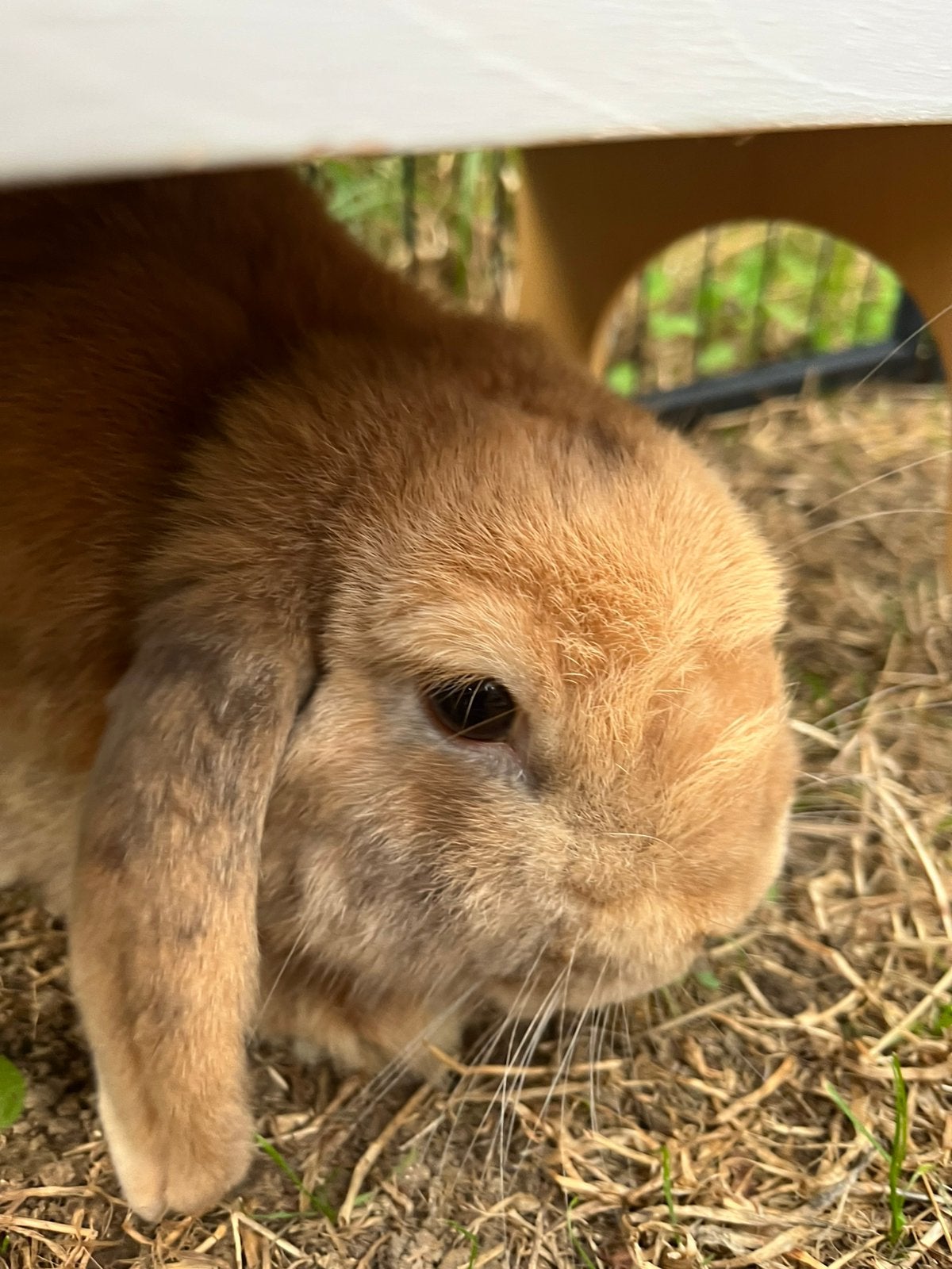 Mini lop ram