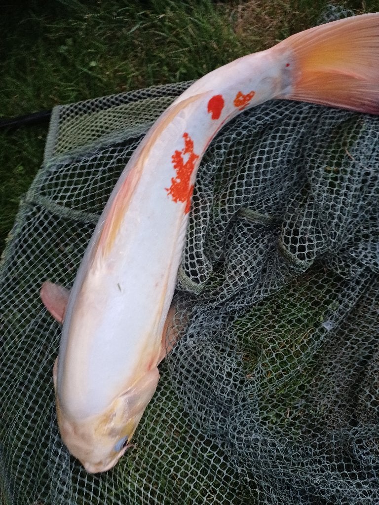 Kois te koop, Dieren en Toebehoren, Vissen | Vijvervissen, Karper of Koi