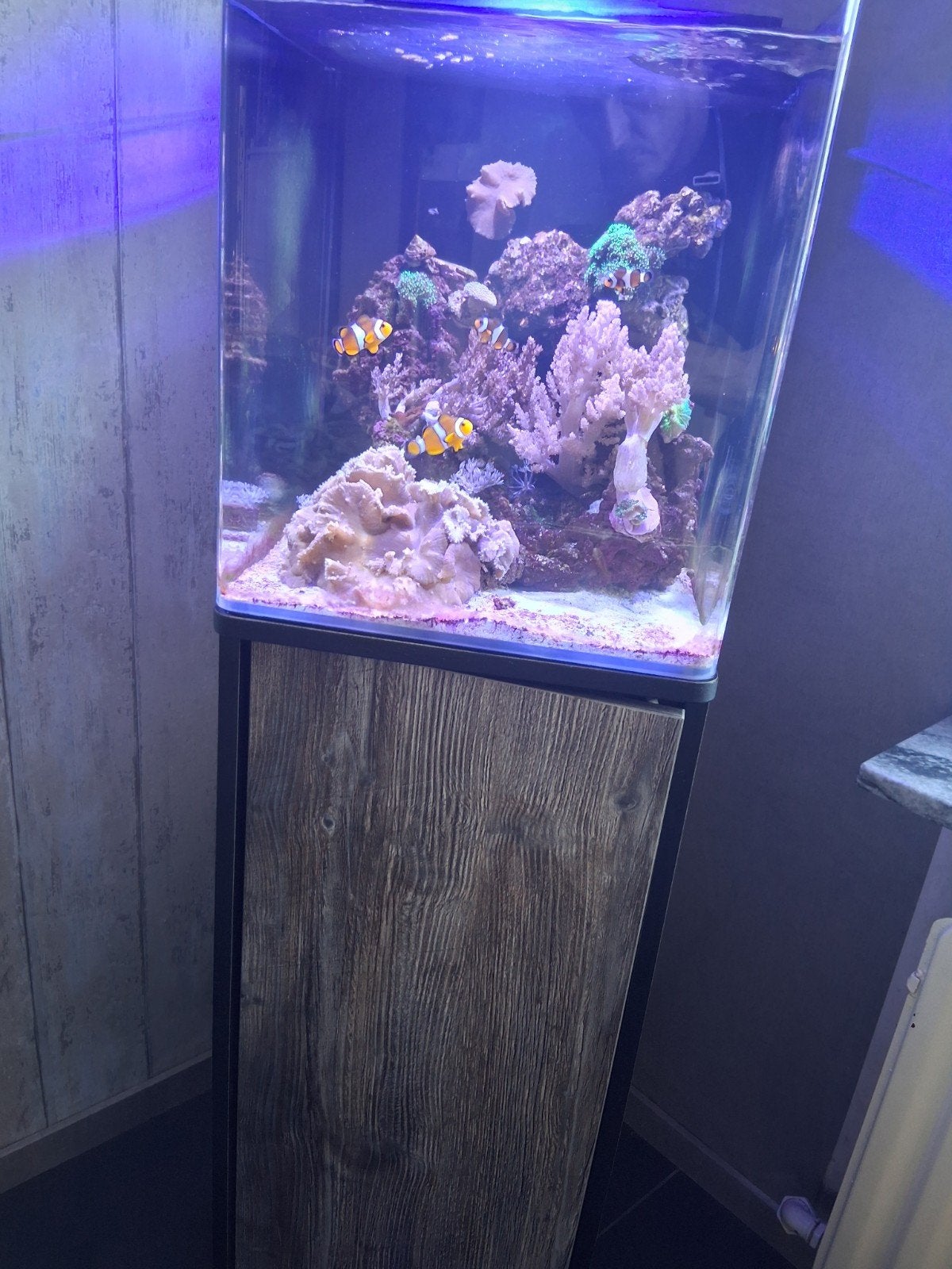 zeeaquarium, Enlèvement