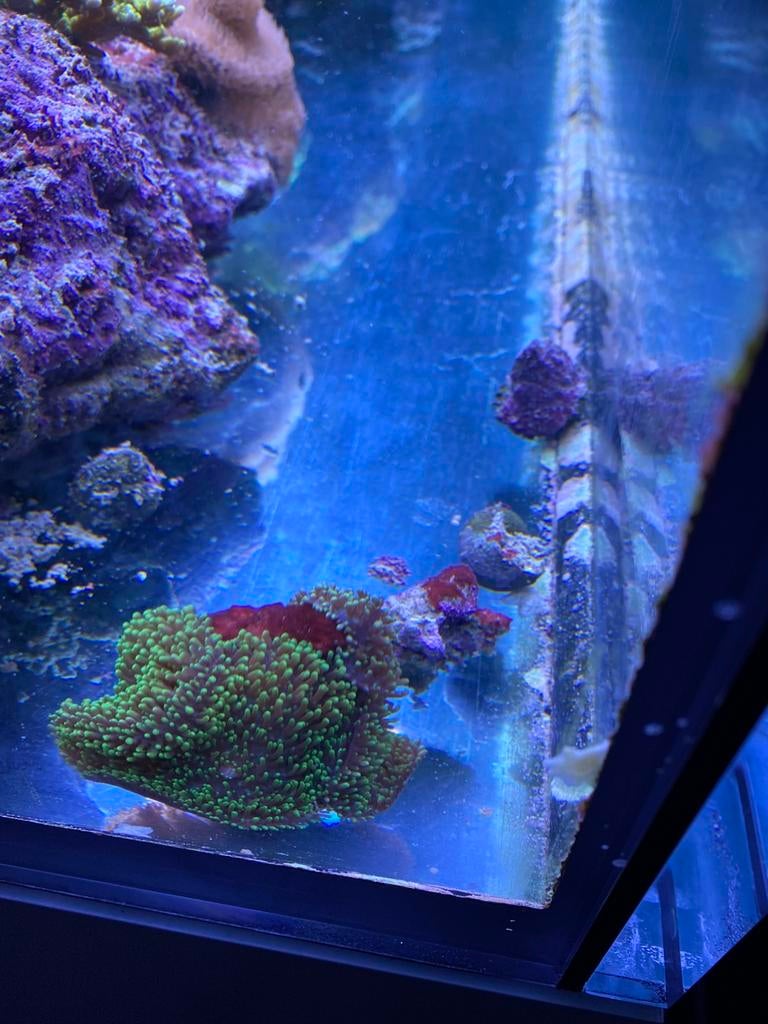Rhodactis indonensis, Dieren en Toebehoren, Ophalen, Zo goed als nieuw