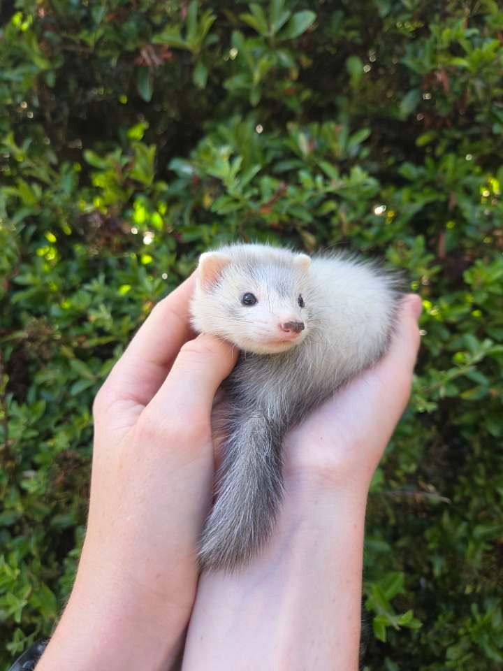 Frettenpups (meteen beschikbaar), Dieren en Toebehoren, Knaagdieren, Fret, April, Meerdere dieren, Tam