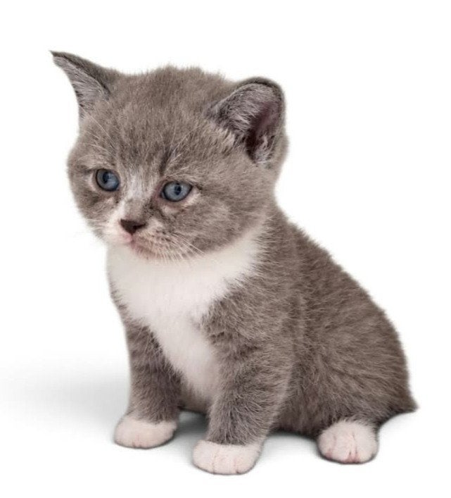 c, Plusieurs animaux, Avec pedigree, 0 à 2 ans