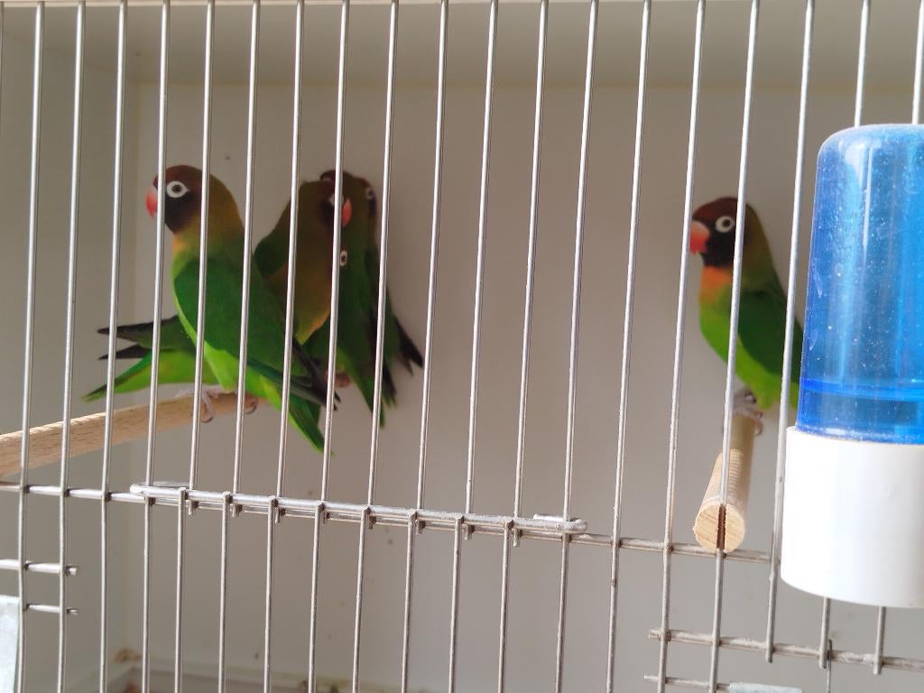 Agapornis nigrigenus