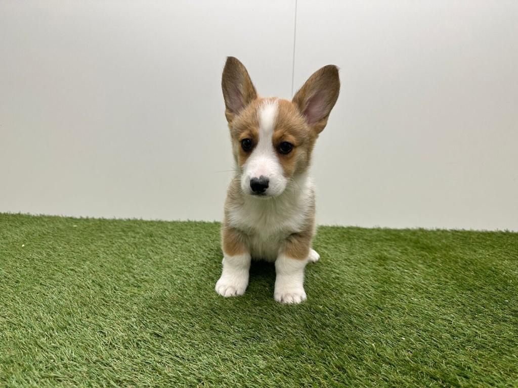 Portée de chiots Welsh Corgi