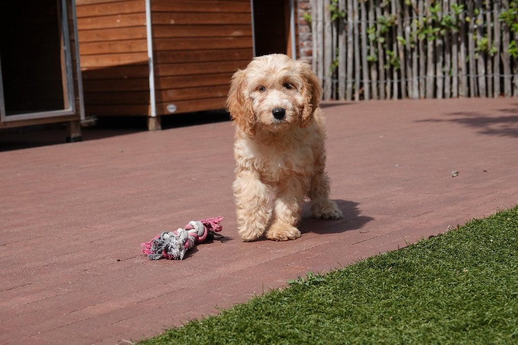 Prachtige Abrikoze en zwarte Cockapoo pups, België, Overige rassen, CDV (hondenziekte), 8 tot 15 weken