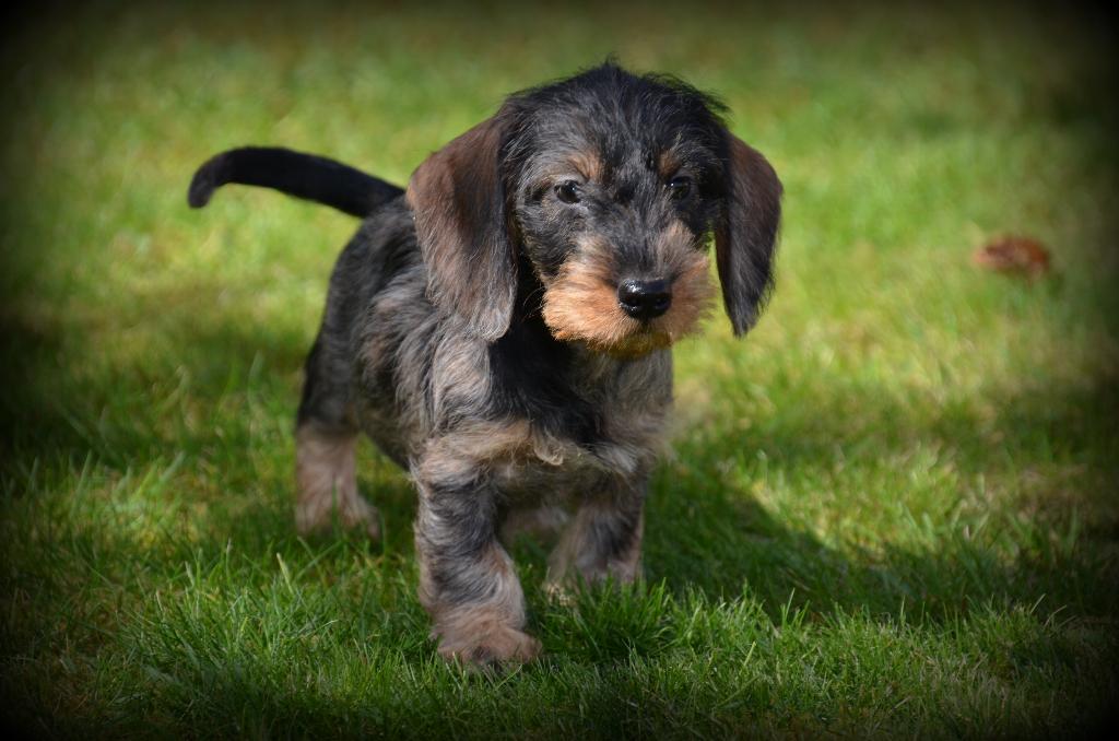 chiots teckel hirsutes, Poils durs, Plusieurs, Hépatite contagieuse (maladie de Rubarth), Belgique