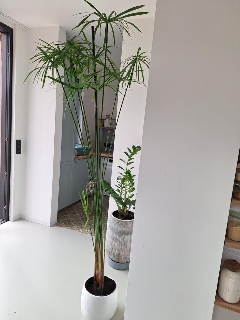 Plante de papyrus, Enlèvement