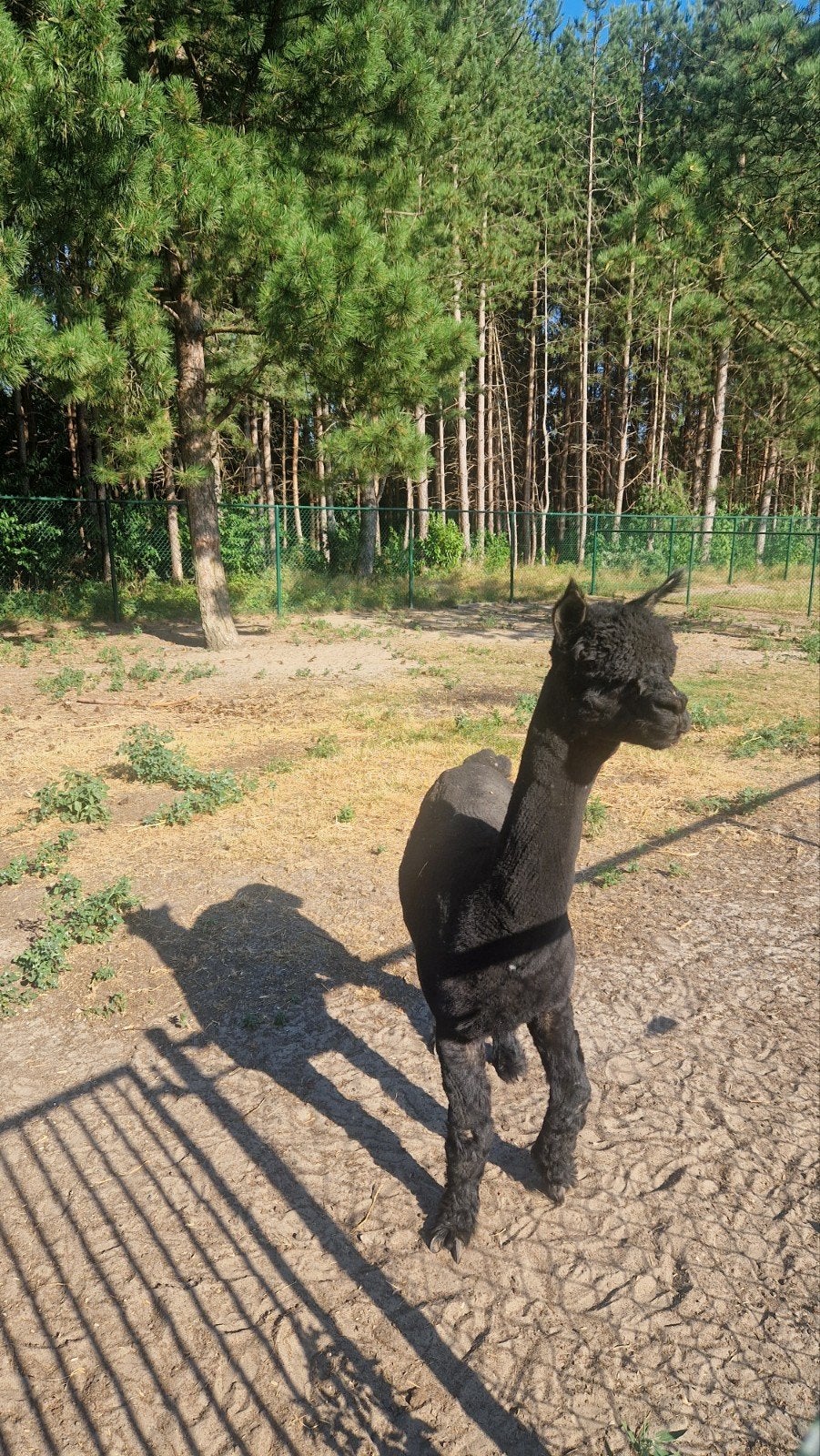 Mooie zwarte alpaca hengst, Animaux & Accessoires, Moutons, Chèvres & Cochons