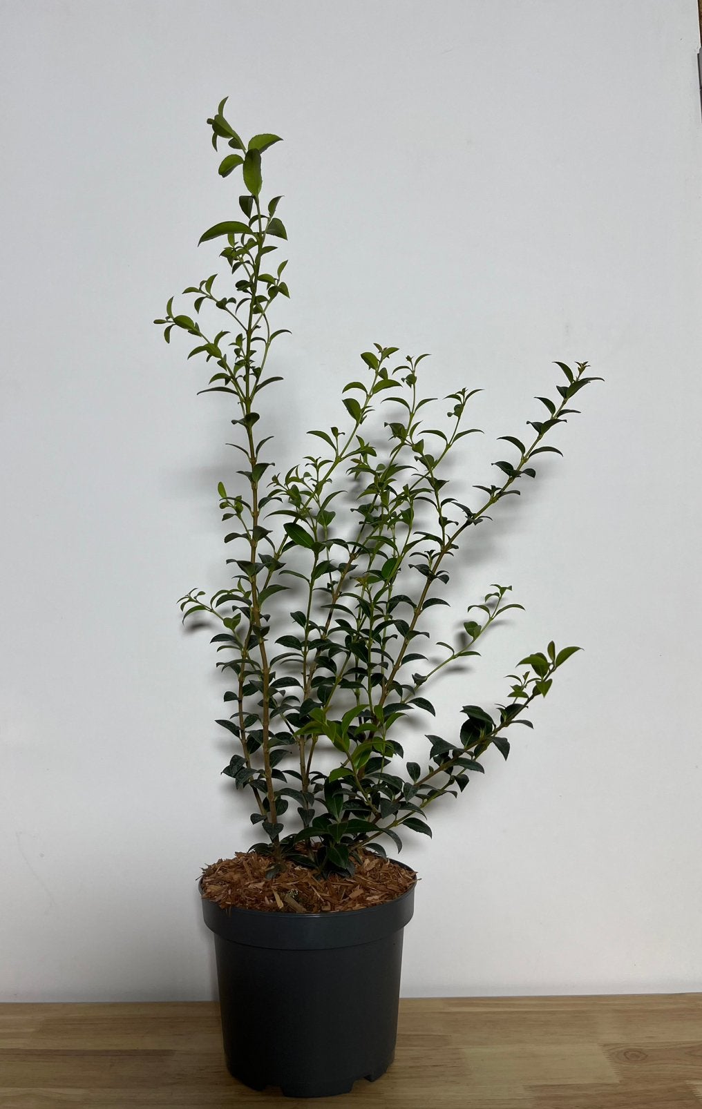 Osmanthus burkwoodii, Ophalen, Haag, Minder dan 100 cm