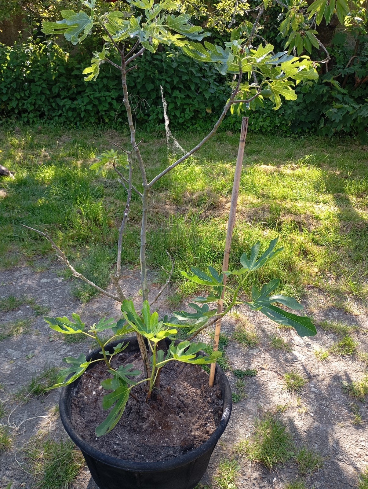 Vijgen boom, Tuin en Terras, Ophalen, In pot, Vijgenboom