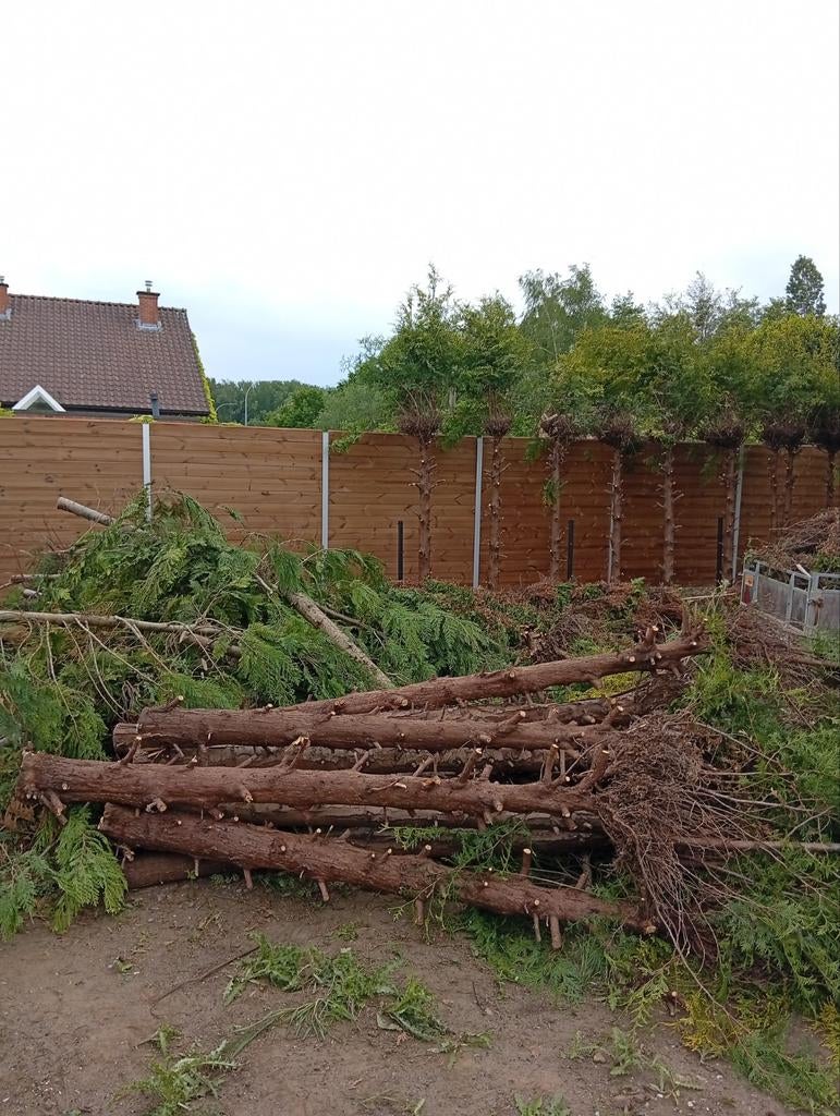 brand hout gratis, Enlèvement
