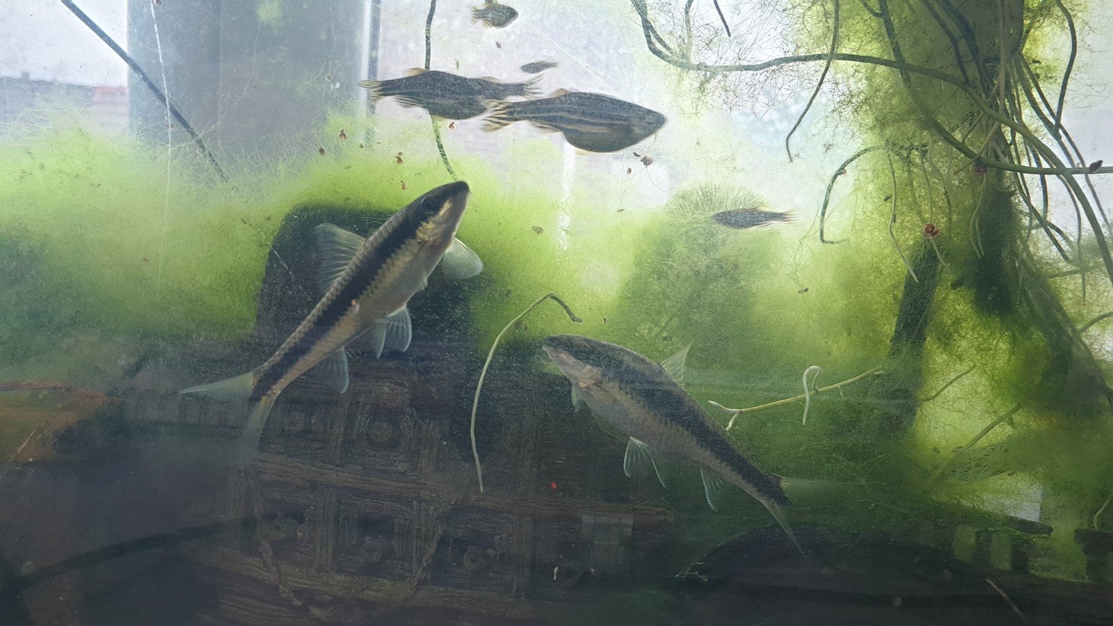 2 Siamese algeneaters, Dieren en Toebehoren, Vissen | Aquariumvissen, Vis, Zoetwatervis