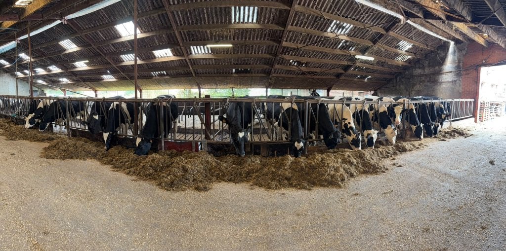 Drachtige vaarzen te koop, Femelle, 0 à 2 ans