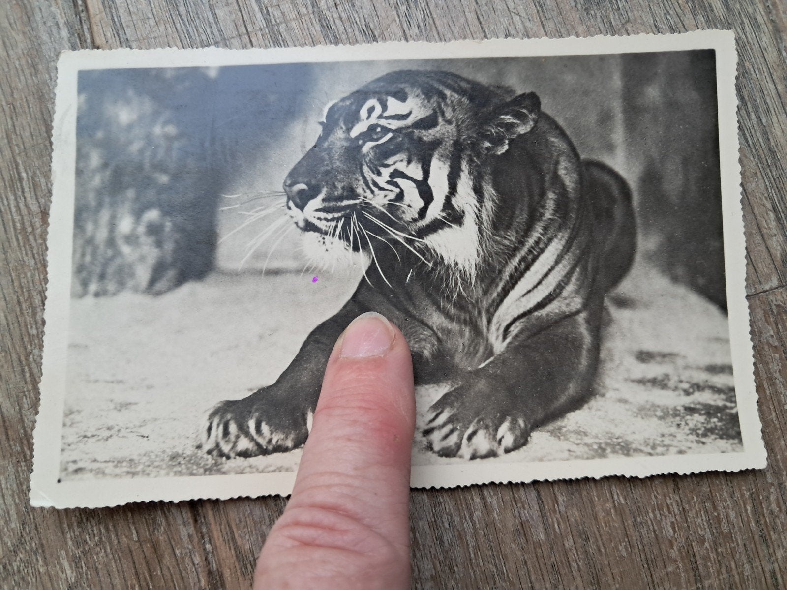 beschreven pk 1947, tijger in Zoo van Antwerpen, Verzamelen, Ophalen of Verzenden