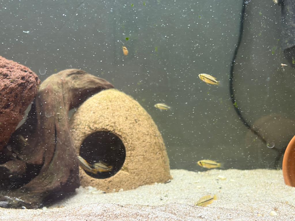 Apistogramma cacatuoides double red, Vis, Zoetwatervis
