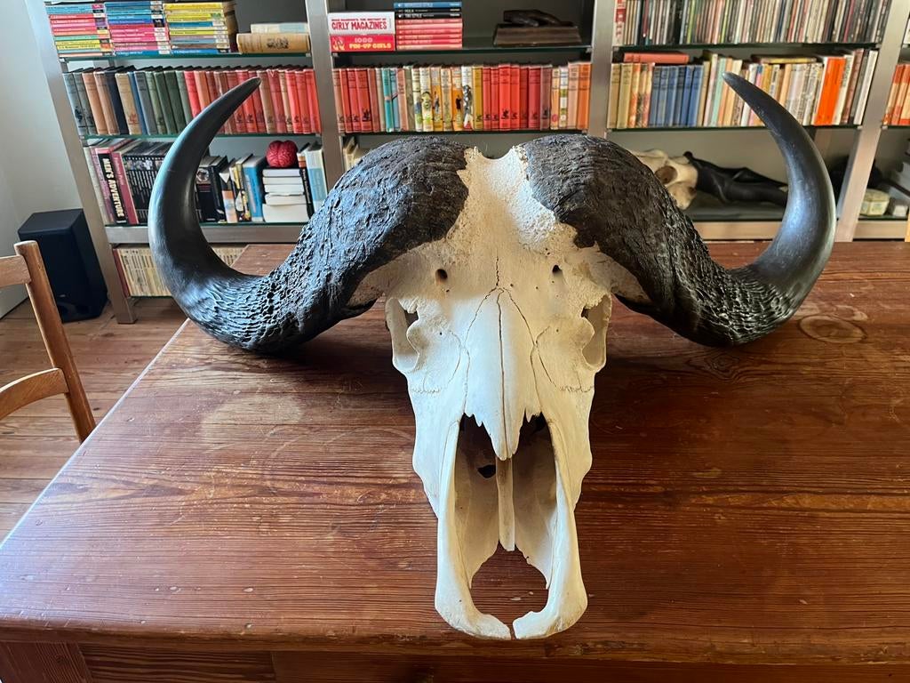 Schedel, taxidermie, gewei, kaapse buffel, jacht, Afrika, Antiek en Kunst, Ophalen