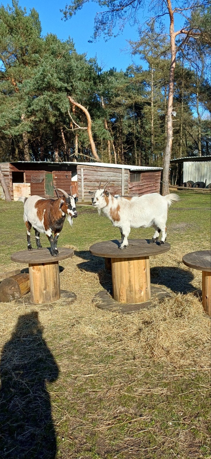 Twee dwerggeiten gratis, Dieren en Toebehoren, Schapen, Geiten en Varkens