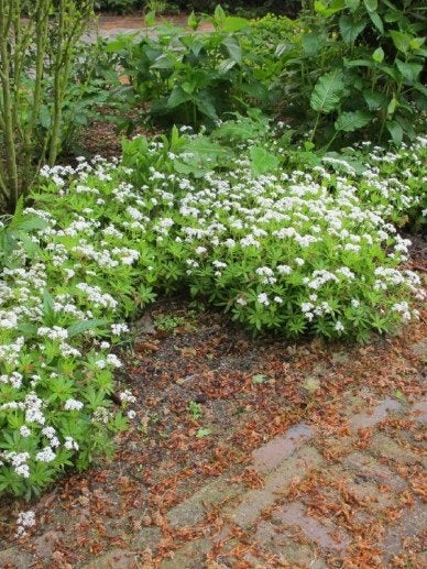1 lievevrouwebedstro gratis bij aankoop 10 vaste planten, Ophalen, Vaste plant