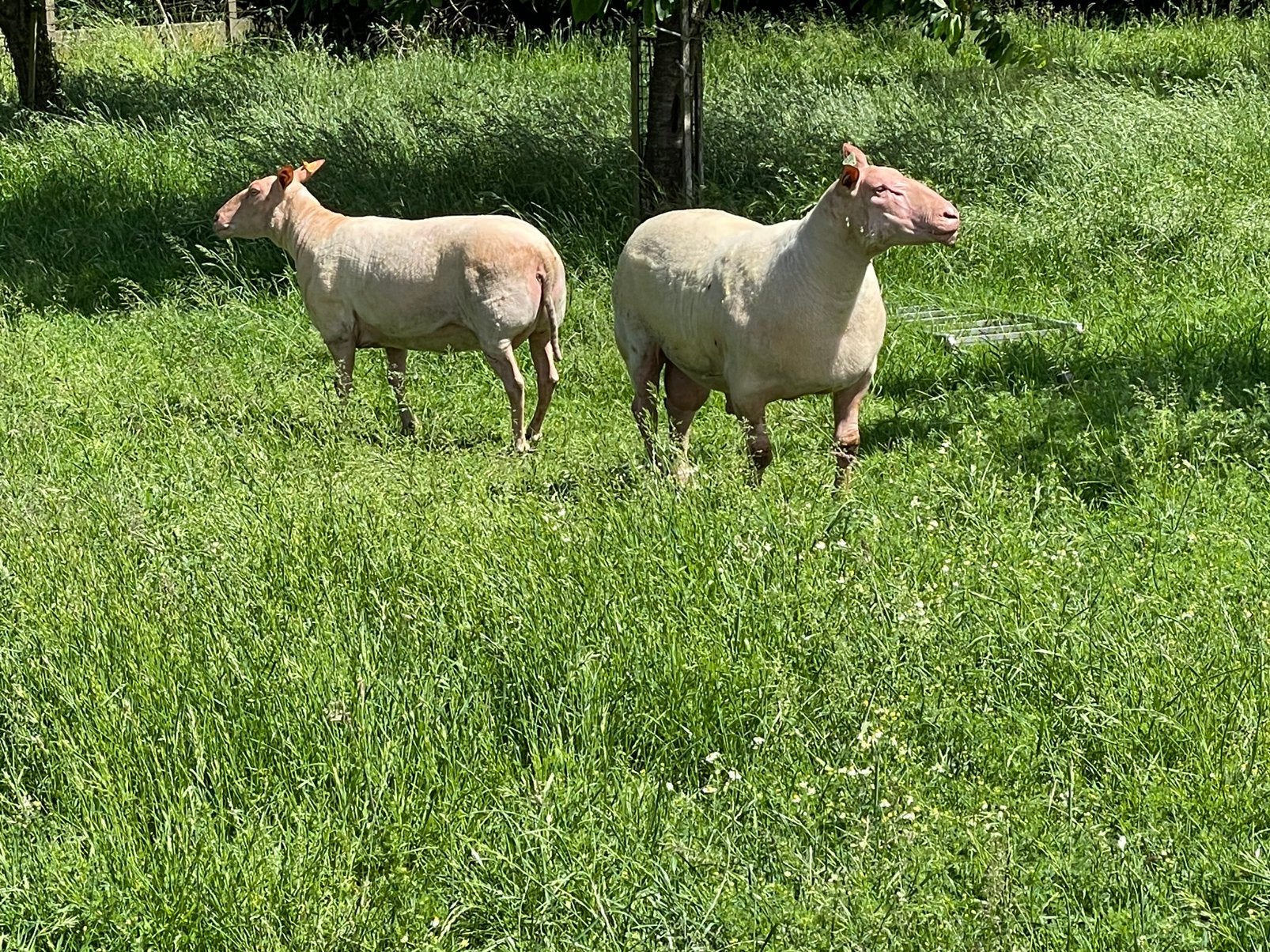 Ram en ooi rouge de l’ouest, Mannelijk, Schaap, 3 tot 5 jaar
