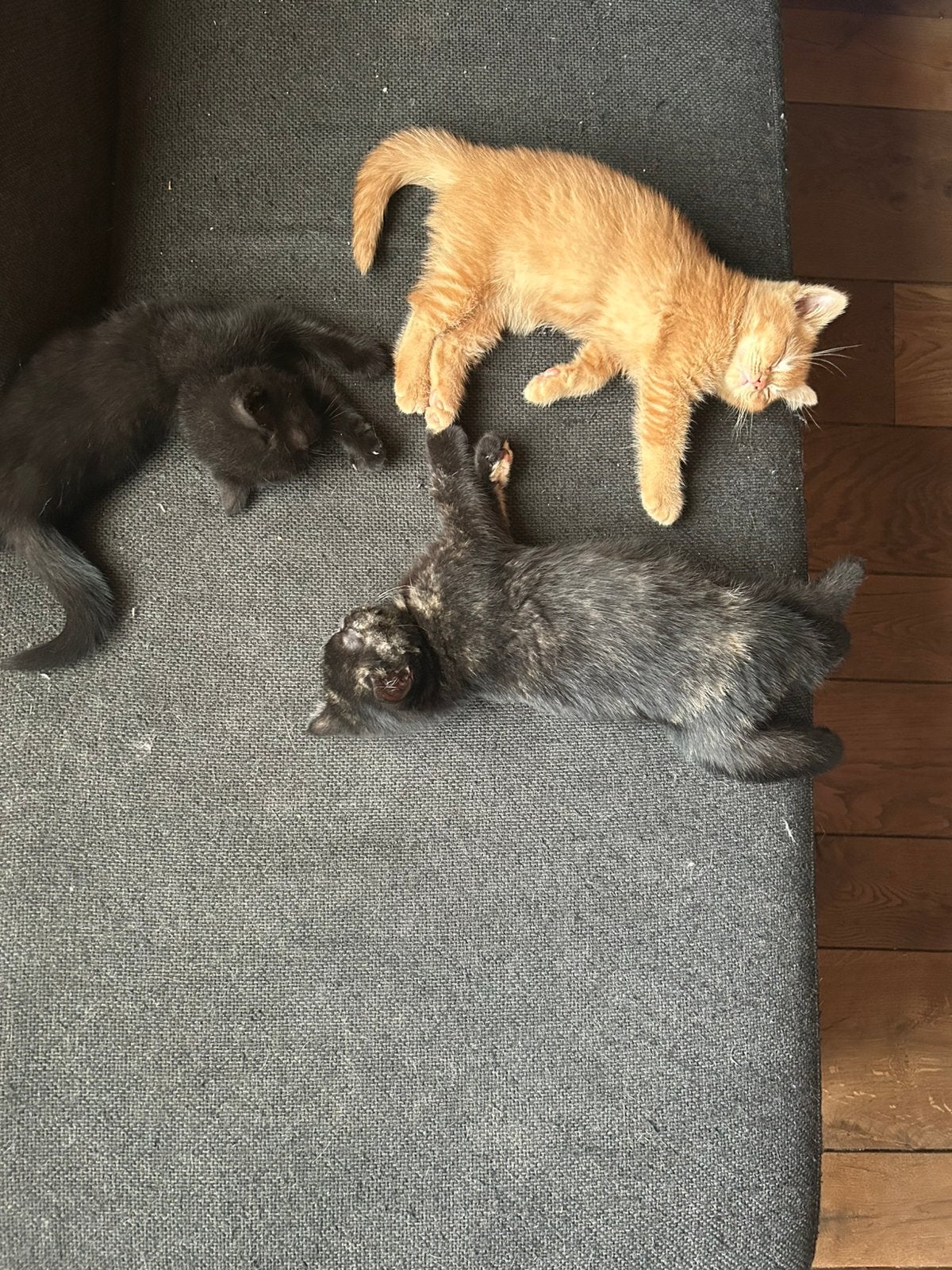 Britse korthaar kittens met stamboom, Plusieurs animaux, Avec pedigree, 0 à 2 ans