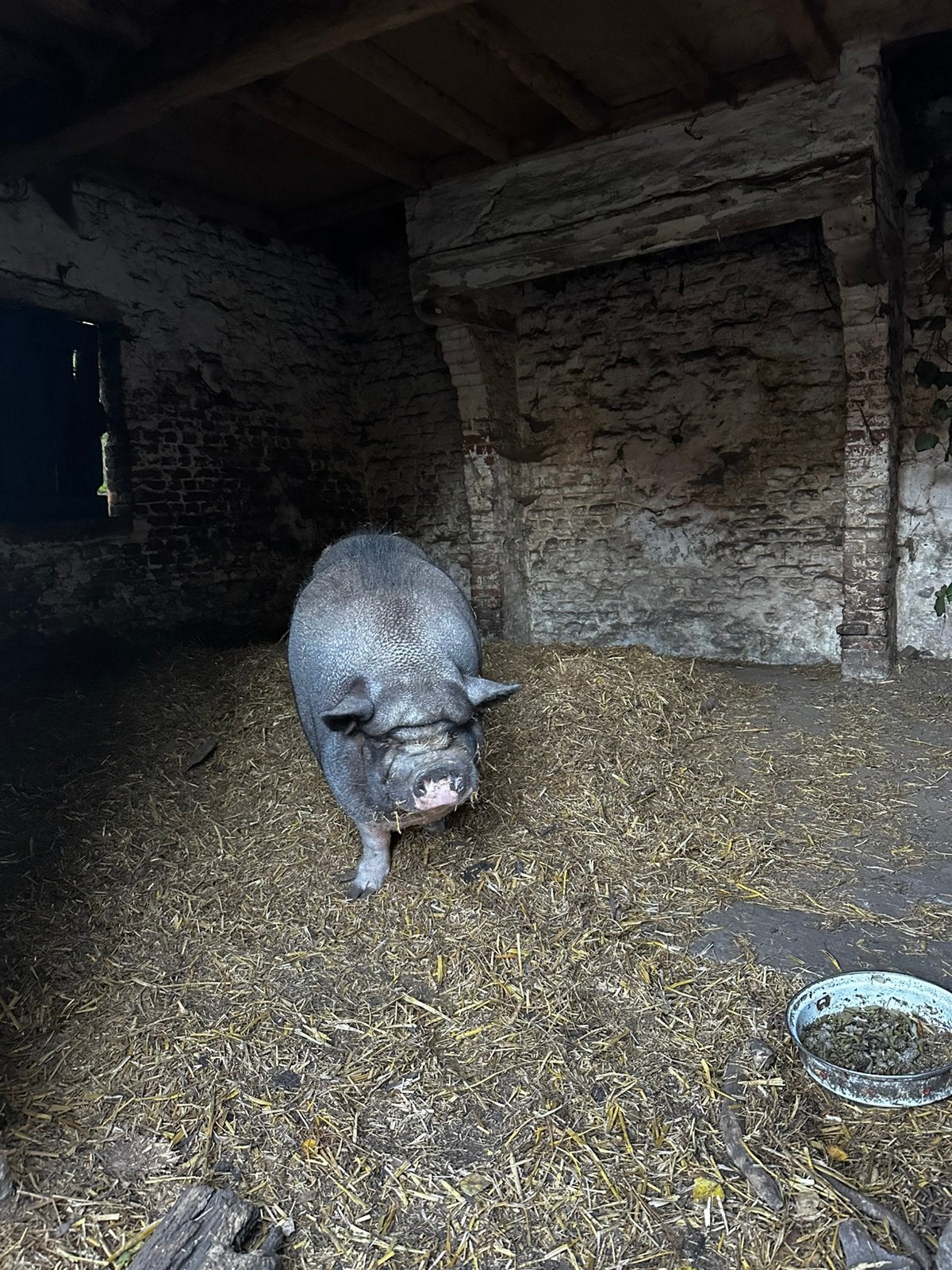 Hangbuikzwijn - Gratis te geef, Dieren en Toebehoren, Vrouwelijk, Varken, 6 jaar of ouder
