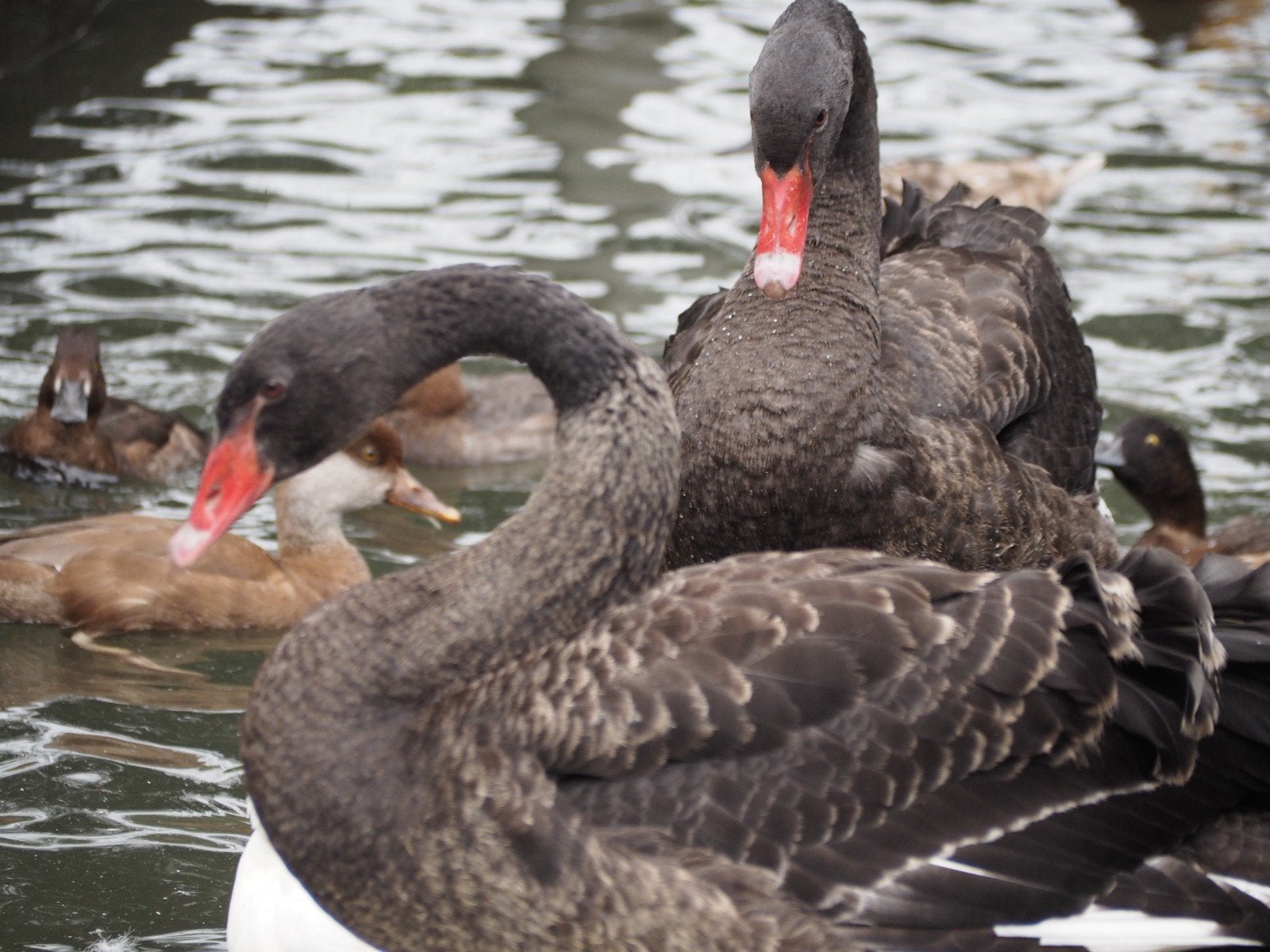 zwanen zwarte, Dieren en Toebehoren, Meerdere dieren, Gans of Zwaan