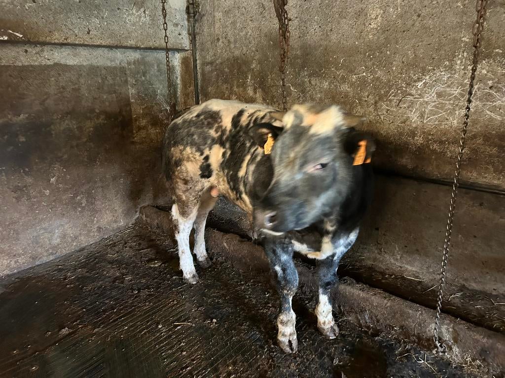 Stier te koop, Mannelijk