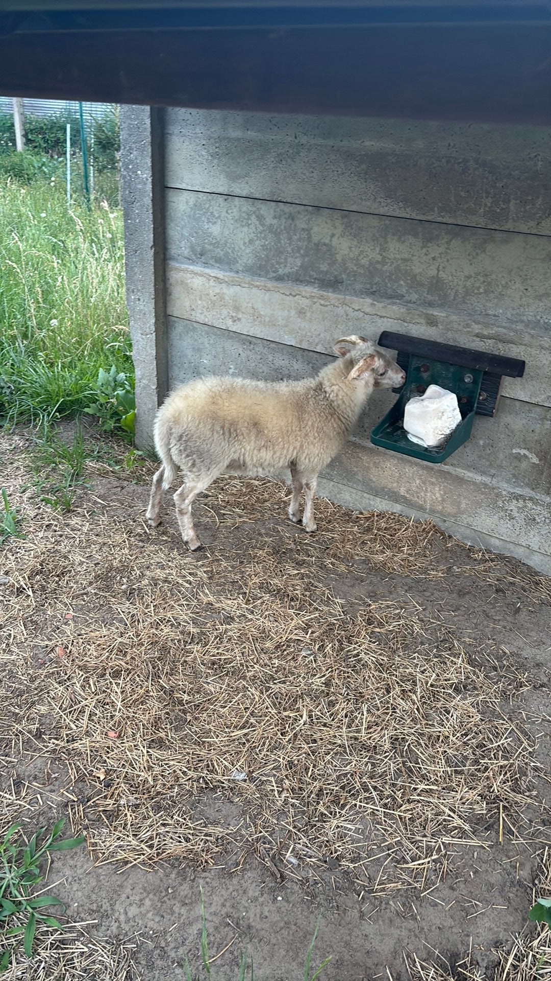 Ouessant rammetje, Mâle, Mouton, 0 à 2 ans