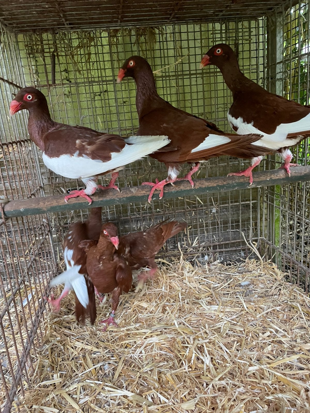 6 jonge Deense Tuimelaars., Meerdere dieren, Tuimelaar of Roller
