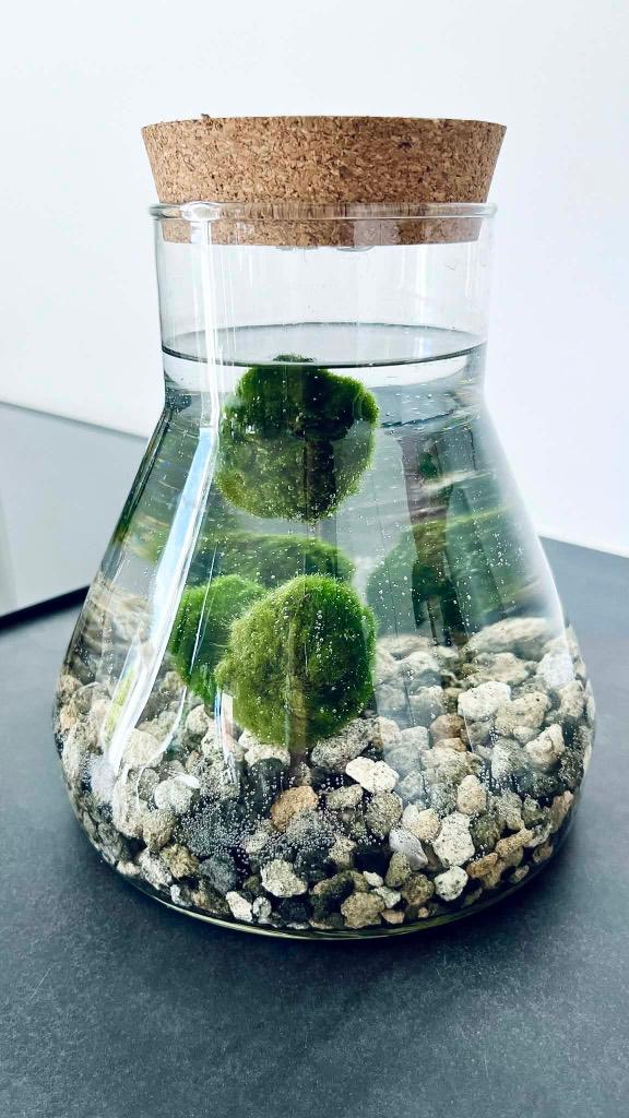 Bocal décoratif avec 5 Marimo Ø17 cm hauteur 20 cm, Autres espèces, En pot, Moins de 100 cm, Enlèvement