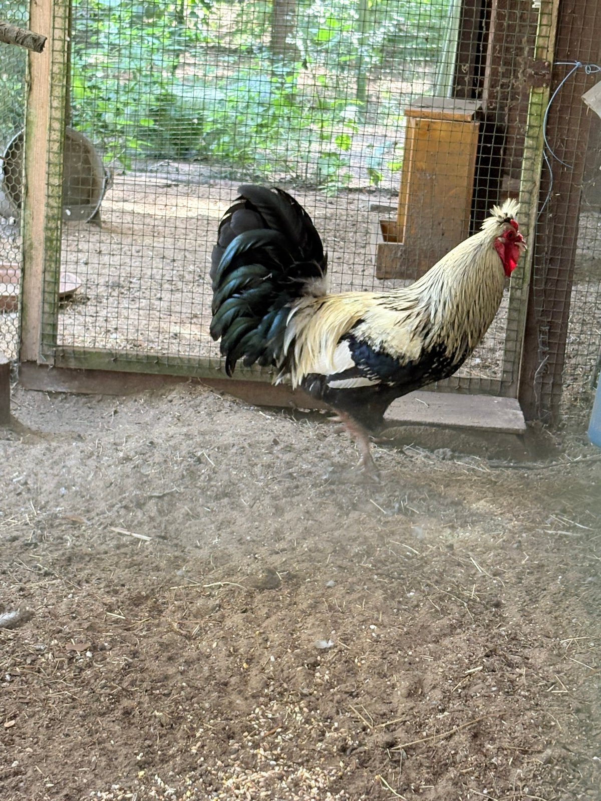 Grote haan