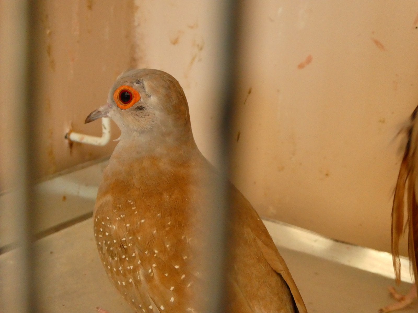 Diamant duifjes, Dieren en Toebehoren, Geringd