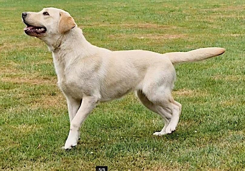 gezocht labrador teefje met stamboom max 3 jaar, Dieren en Toebehoren, België, Particulier, 1 tot 2 jaar, Teef