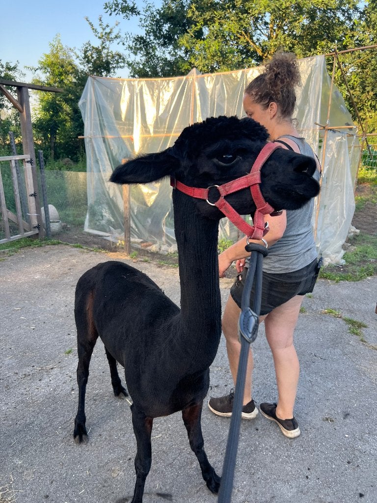 Alpaca, Animaux & Accessoires, Animaux Autre, Mâle, Juin