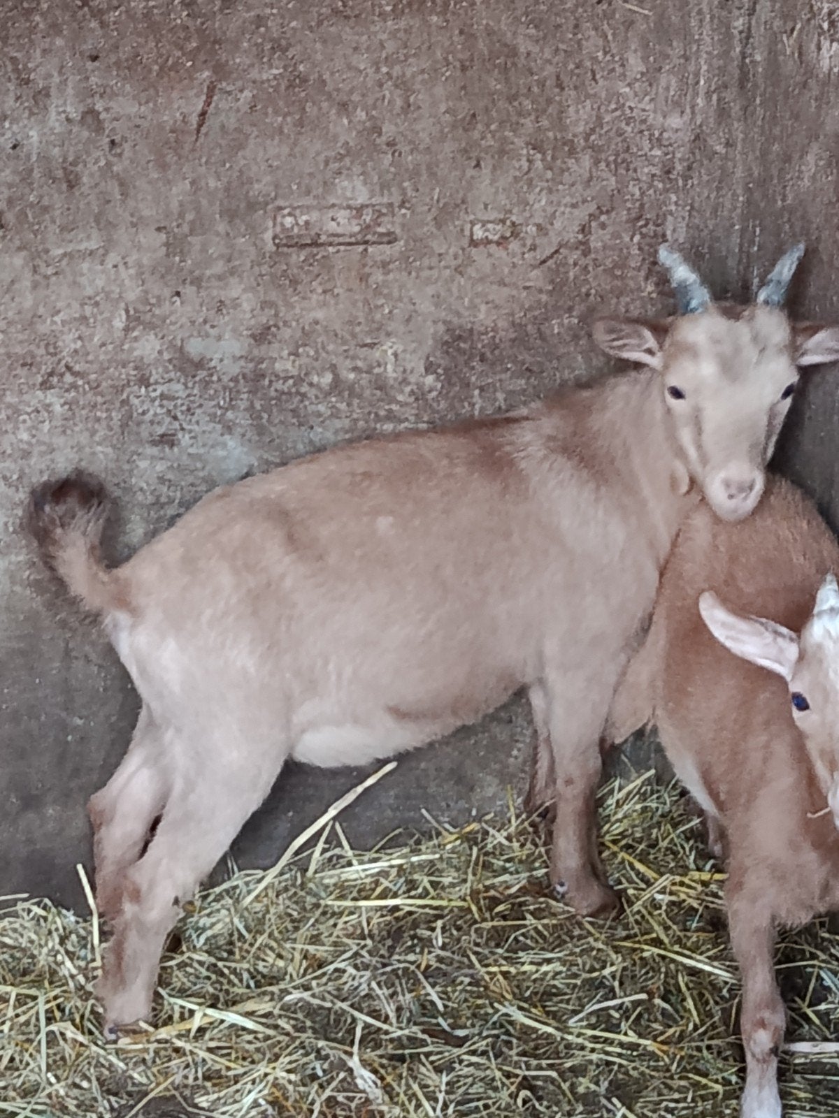 Dwerggeiten bokje, Dieren en Toebehoren, Mannelijk, Geit, 0 tot 2 jaar