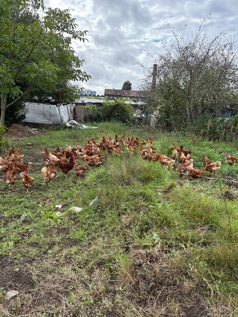 Jonge biologische rode leghennen, Vrouwelijk, Kip