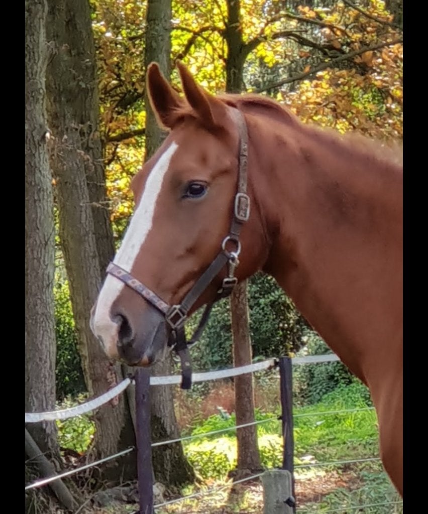 Tuigpaarden, Dieren en Toebehoren, Paarden, Merrie, Met stamboom, Niet van toepassing, Tuigpaard