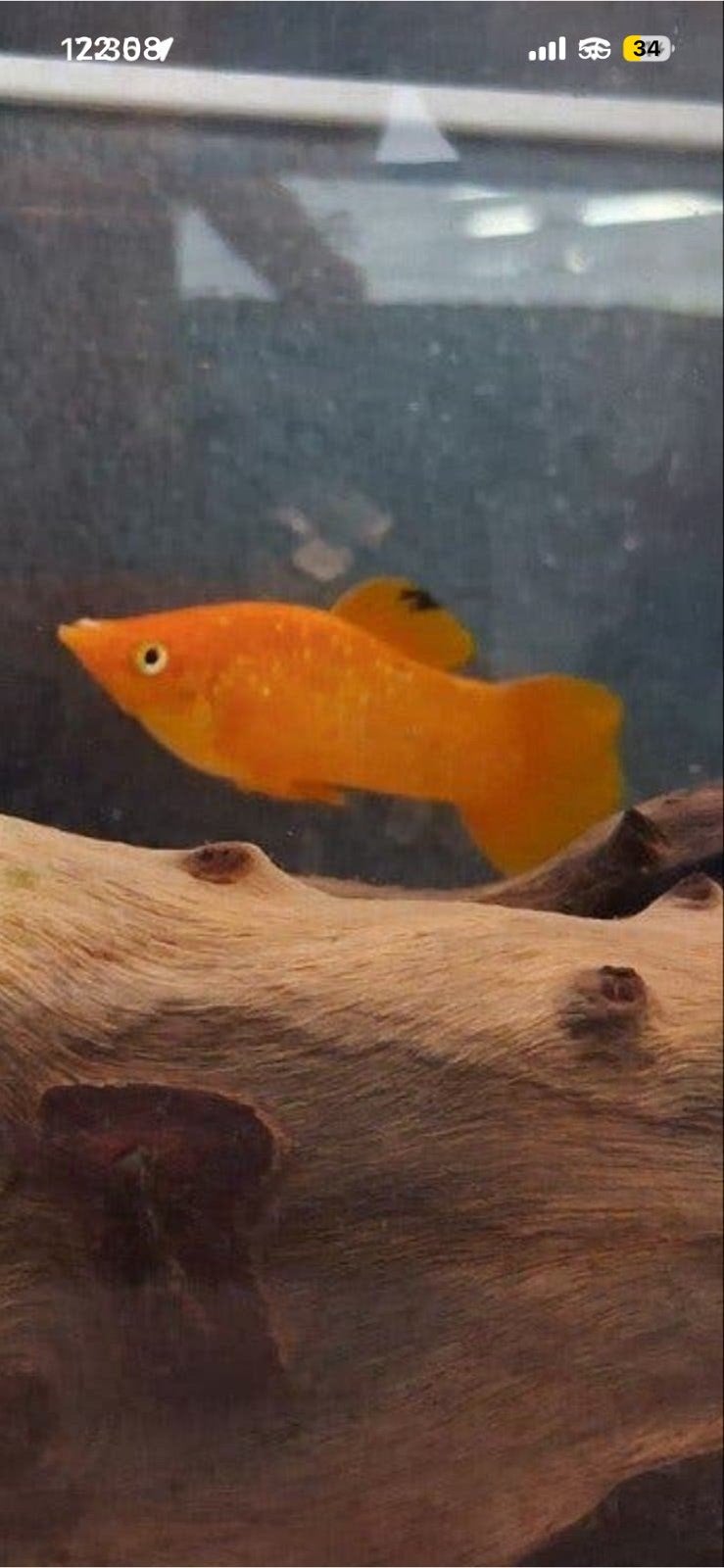 Oranje mollys, Dieren en Toebehoren