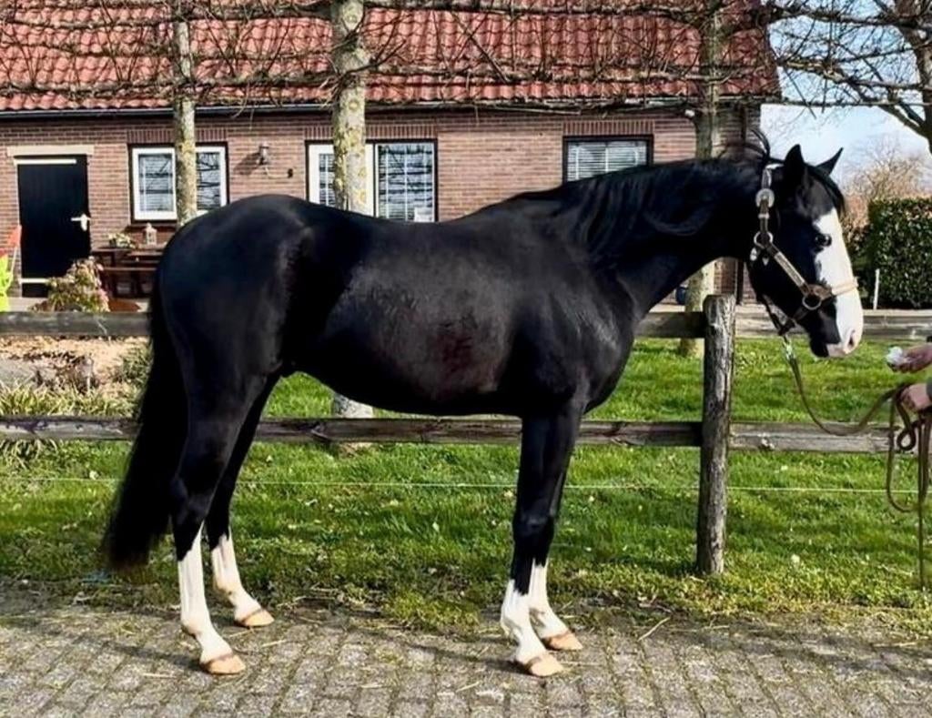 Gave AQHA hengst, Étalon, Débourré