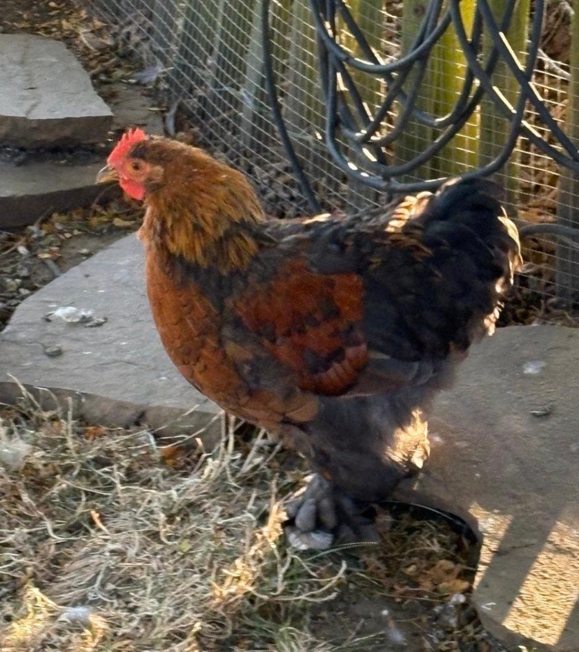 Cochin kriel haantjes, Dieren en Toebehoren, Pluimvee, Mannelijk, Kip