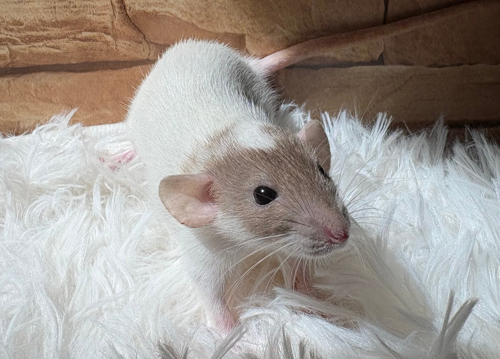 Dumbo double rex rat, dwerg, Dieren en Toebehoren, Ophalen